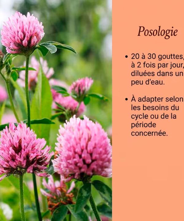 Ce complément naturel aide à réguler le cycle féminin et à soulager efficacement les symptômes du syndrome prémenstruel (SPM)