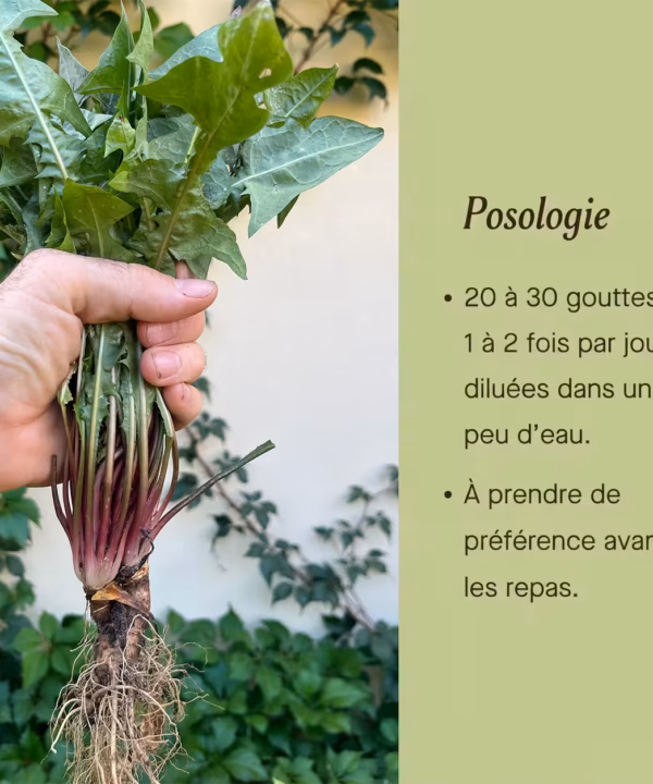 Retrouvez un ventre plat et une bonne digestion grâce au meilleur remède naturel contre le ballonnement